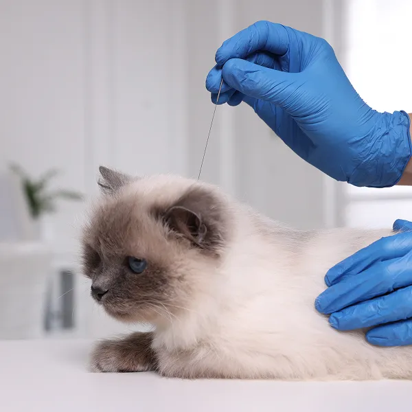 acupuncture veterinaire à Arnage près du Mans dans la Sarthe 72