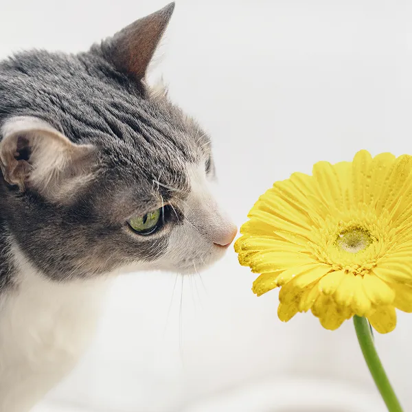 ostéopathie veterinaire à Arnage près du Mans dans la Sarthe 72