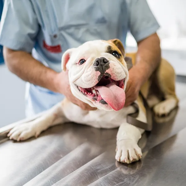 phytothérapie veterinaire à Arnage près du Mans dans la Sarthe 72