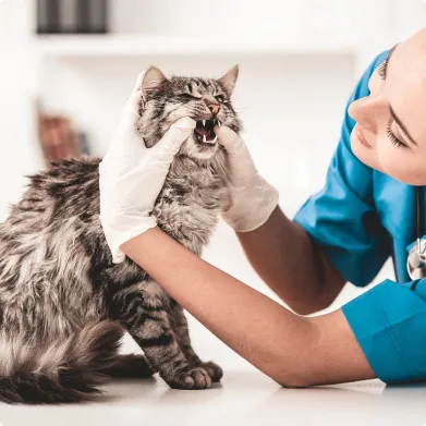 veterinaire chat à Arnage près du Mans dans la Sarthe 72