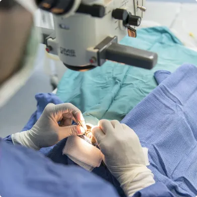 chirurgie veterinaire à Arnage près du Mans dans la Sarthe 72