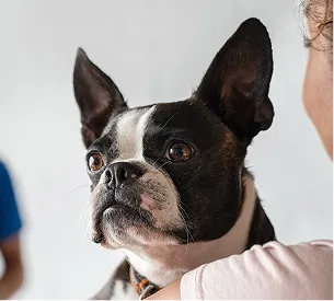 cabinet veterinaire nac à Arnage près du Mans dans la Sarthe 72