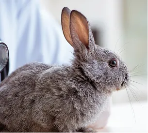 soins veterinaire chien à Arnage près du Mans dans la Sarthe 72
