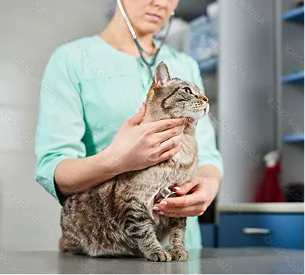 cabinet veterinaire chats à Arnage près du Mans dans la Sarthe 72