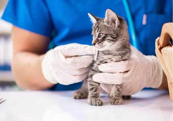 soins veterinaire preventif à Arnage près du Mans dans la Sarthe 72