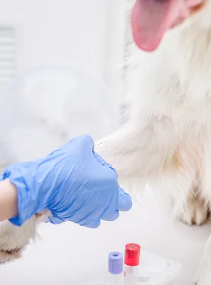 prise de sang veterinaire sur chiens à Arnage près du Mans dans la Sarthe 72