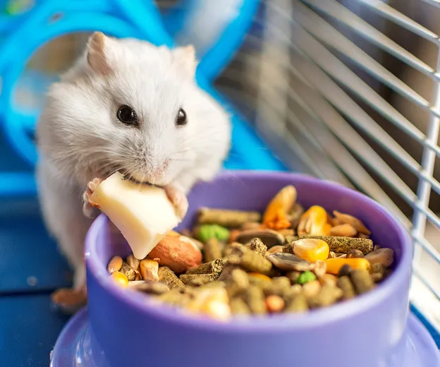 nac qui mange à Arnage près du Mans dans la Sarthe 72