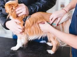 Nouveauté 2019 n° 3 Vaccination