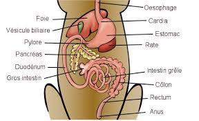 Transplantation f&eacute;cale